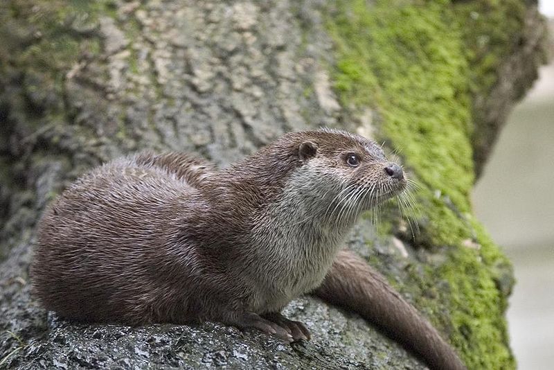 European otter (Bernard Landgraf http://commons.wikimedia.org/wiki/File:Fischotter,_Lutra_Lutra.JPG)